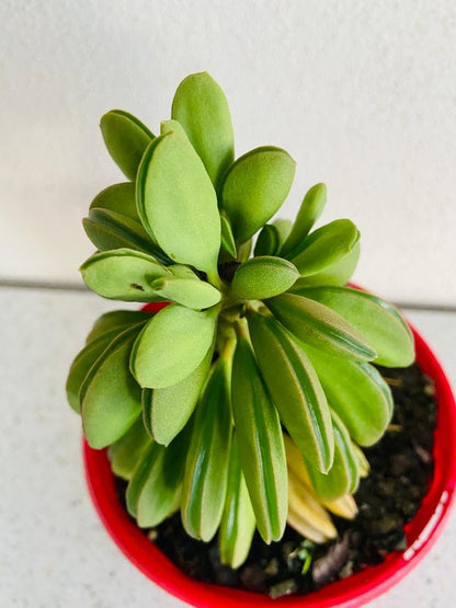 Peperomia Dolabriformis