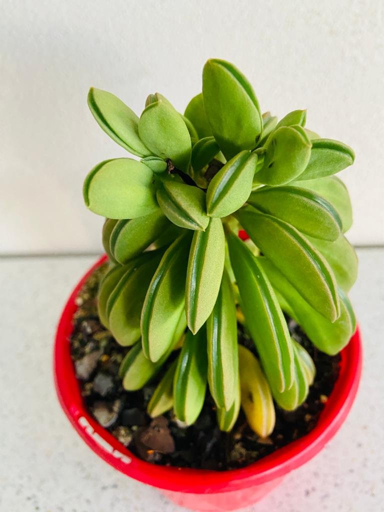 Peperomia Dolabriformis