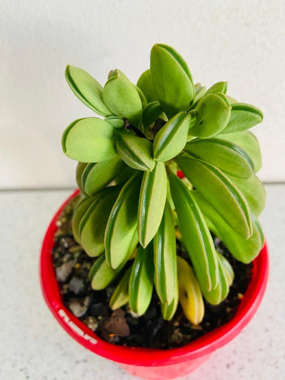 Peperomia Dolabriformis