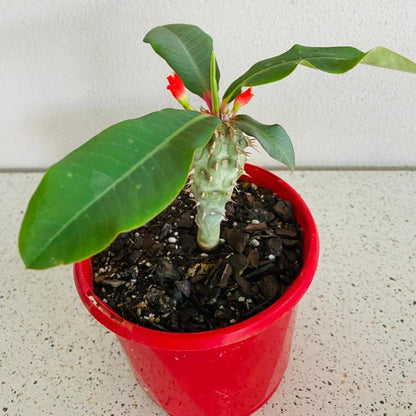 Euphorbia Viguieri