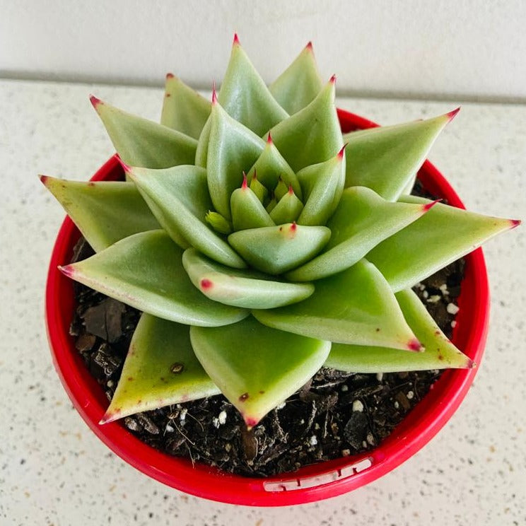 Echeveria Ebony Salitera