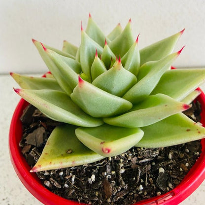 Echeveria Ebony Salitera