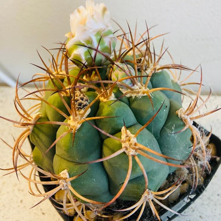 Cacti- Gymnocalycium