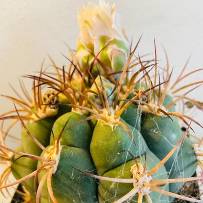 Cacti- Gymnocalycium