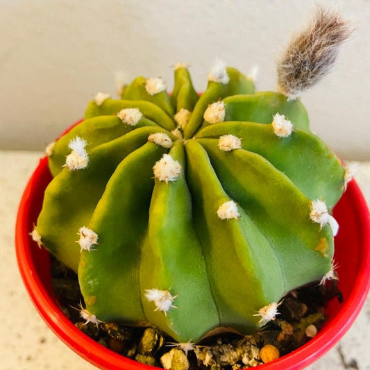 Cacti - Echinopsis Subdenudata 'Fuzzy Navel'