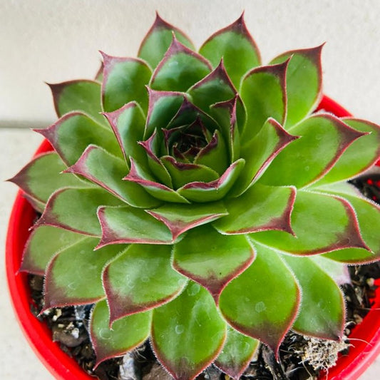 Sempervivum Tectorum