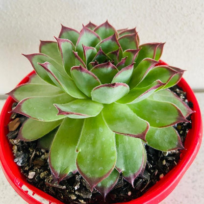 Sempervivum Tectorum