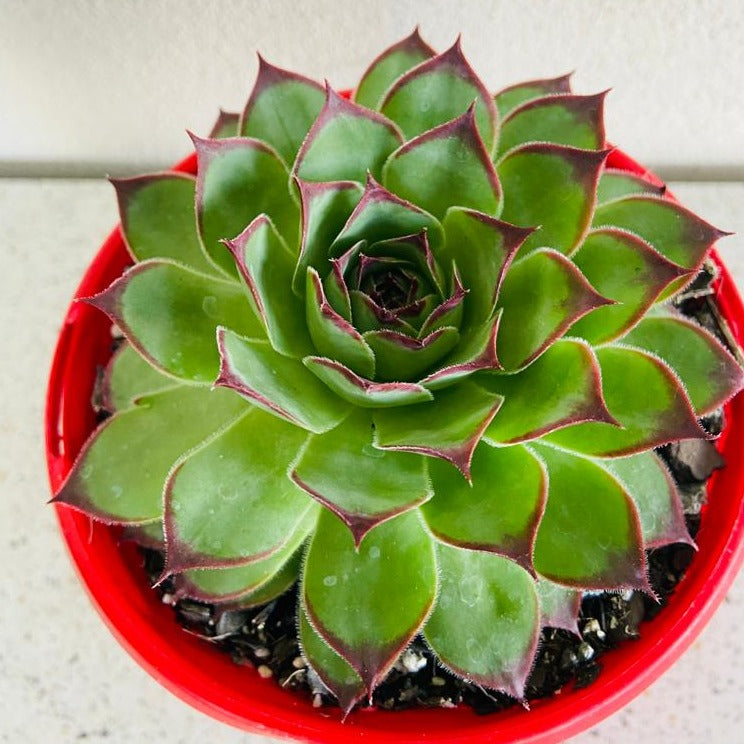 Sempervivum Tectorum