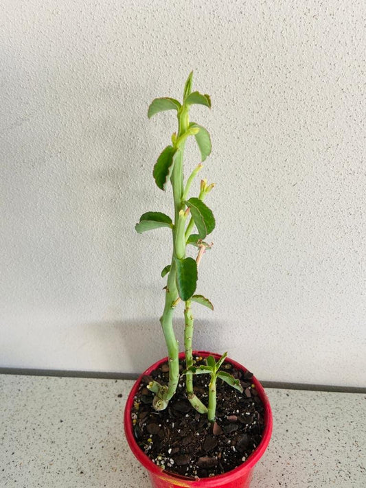 Euphorbia Monadenium Coccineum #32