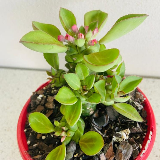 Monadenium Ritchiei