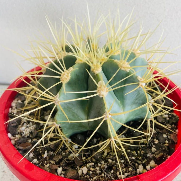 Ferocactus Glauscens