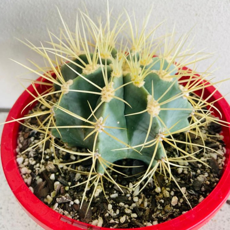 Ferocactus Glauscens