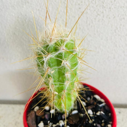 Cacti - Oreocereus Old Man of the Andes Doelzianus