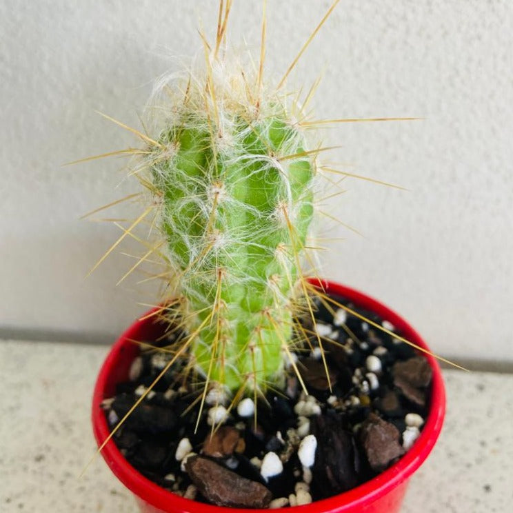 Cacti - Oreocereus Old Man of the Andes Doelzianus