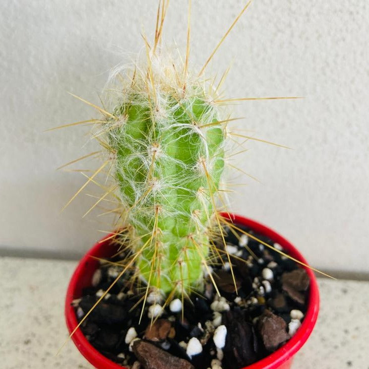 Cacti - Oreocereus Old Man of the Andes Doelzianus