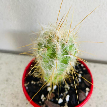 Cacti - Oreocereus Old Man of the Andes Doelzianus