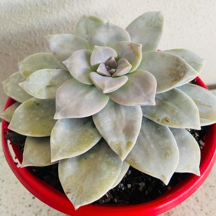 Graptopetalum Superbum