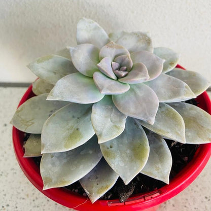 Graptopetalum Superbum