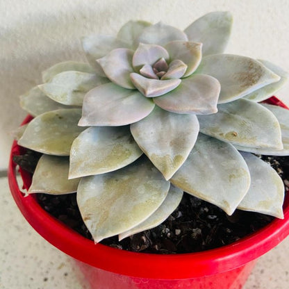 Graptopetalum Superbum