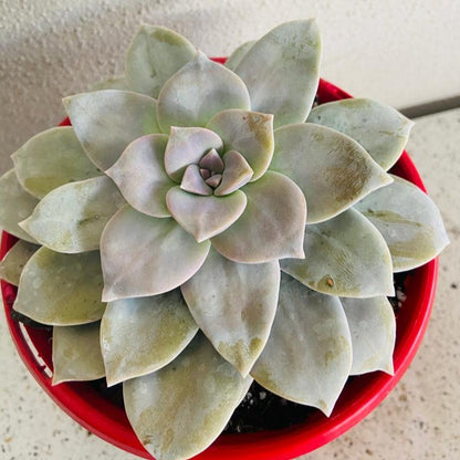 Graptopetalum Superbum