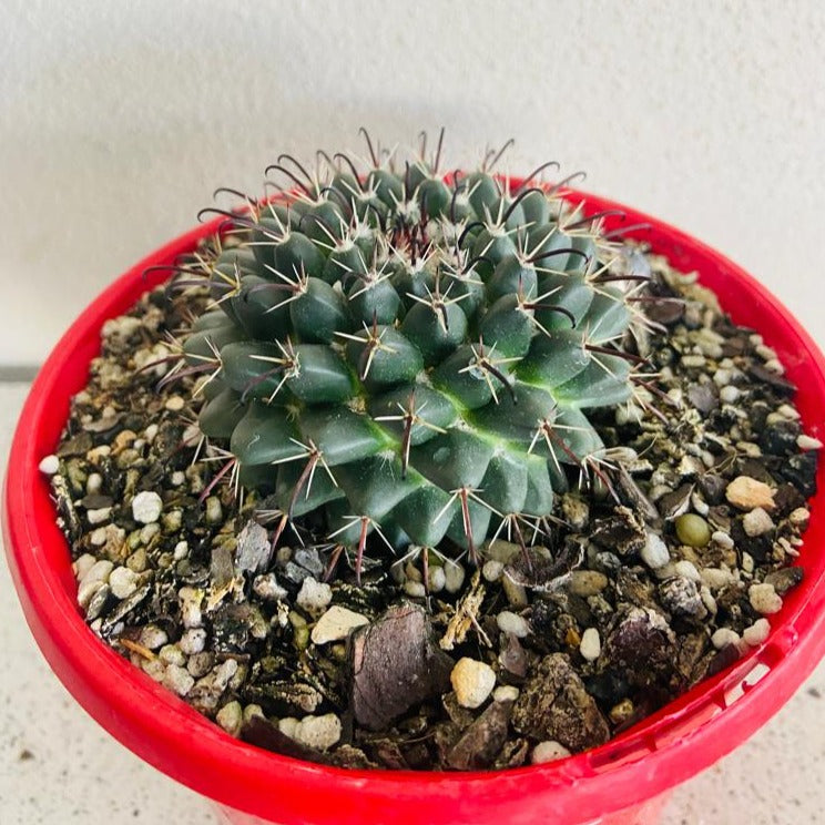 Cacti - Pincushion Cactus