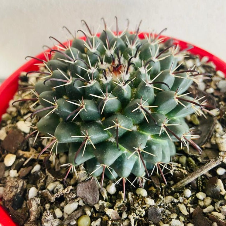 Cacti - Pincushion Cactus