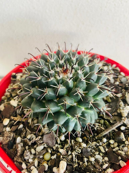Cacti - Pincushion Cactus