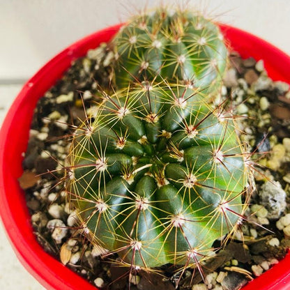 Cacti - Parodia Ottonis