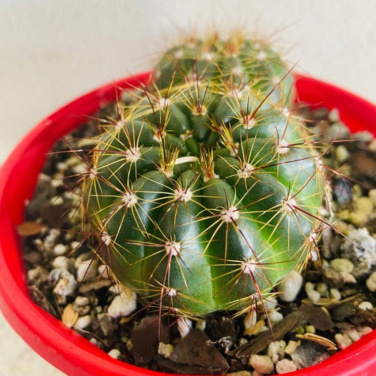 Cacti - Parodia Ottonis