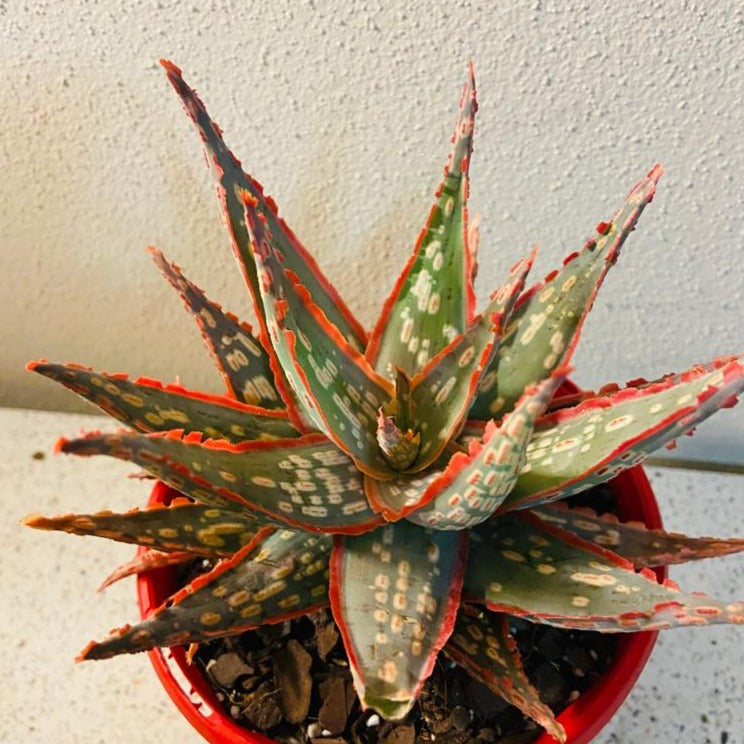 Aloe Hybrid Vesta