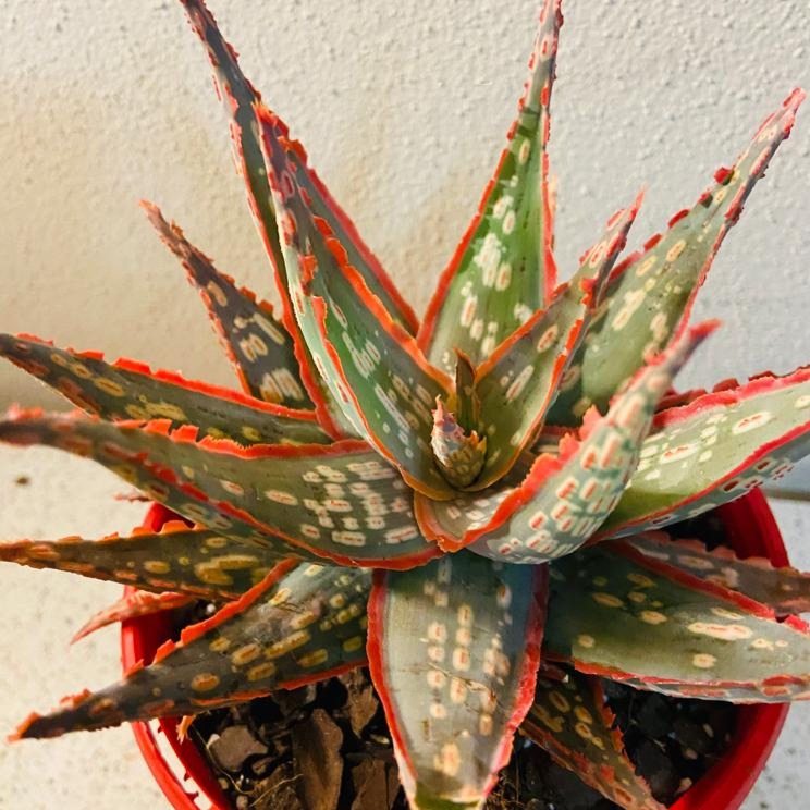 Aloe Hybrid Vesta