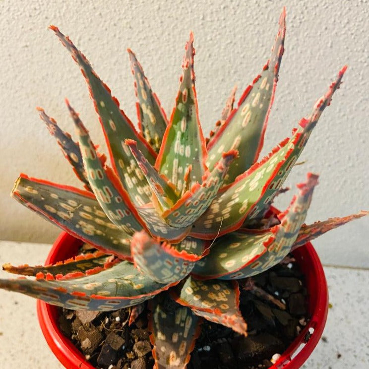 Aloe Hybrid Vesta