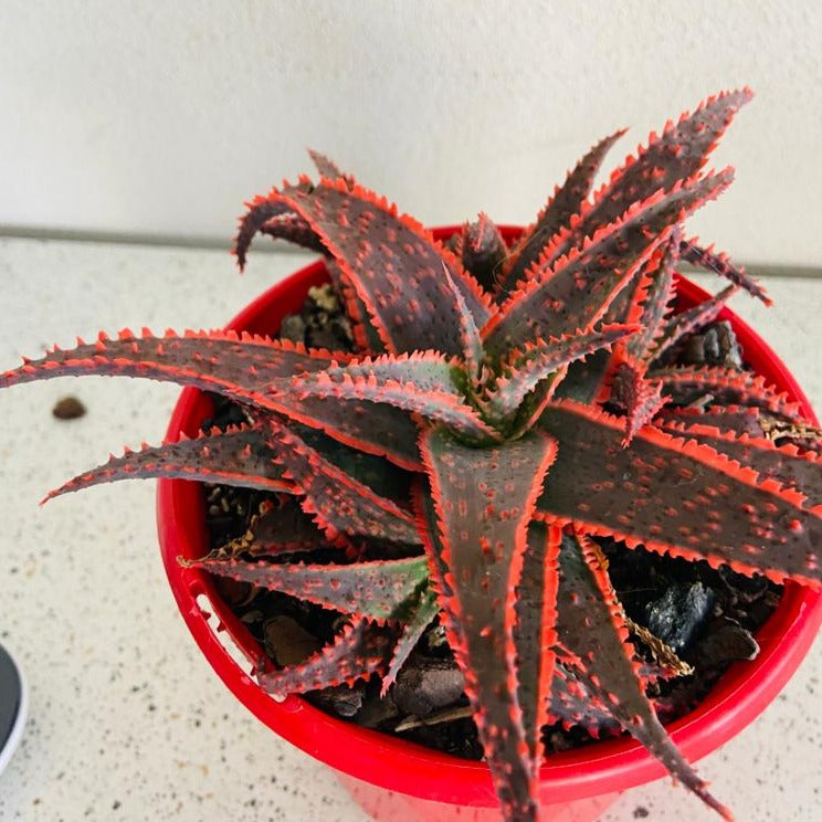 Aloe Hybrid Christmas Carol