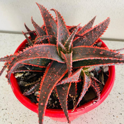 Aloe Hybrid Christmas Carol