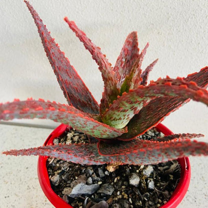 Aloe Hybrid Fish Series Snapper