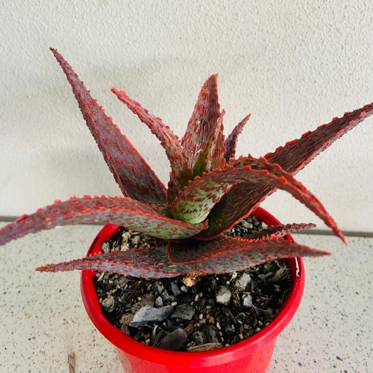 Aloe Hybrid Fish Series Snapper