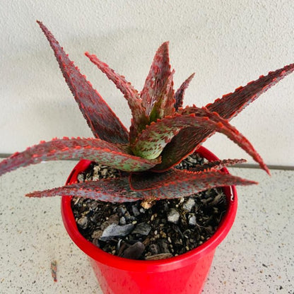 Aloe Hybrid Fish Series Snapper