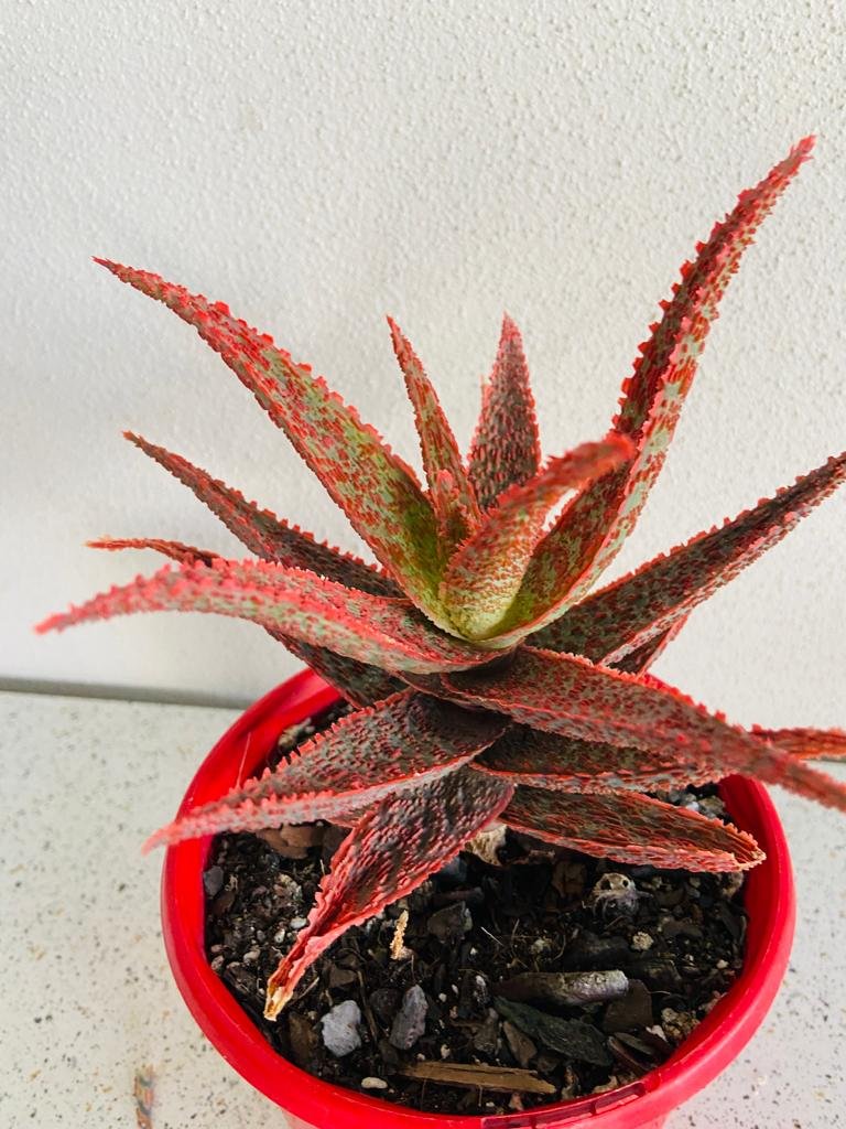 Aloe Hybrid Juno