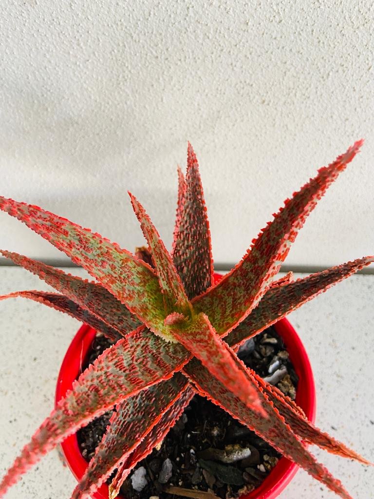 Aloe Hybrid Juno