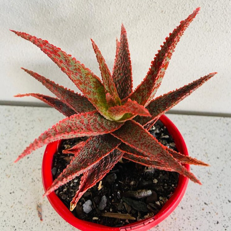 Aloe Hybrid Juno