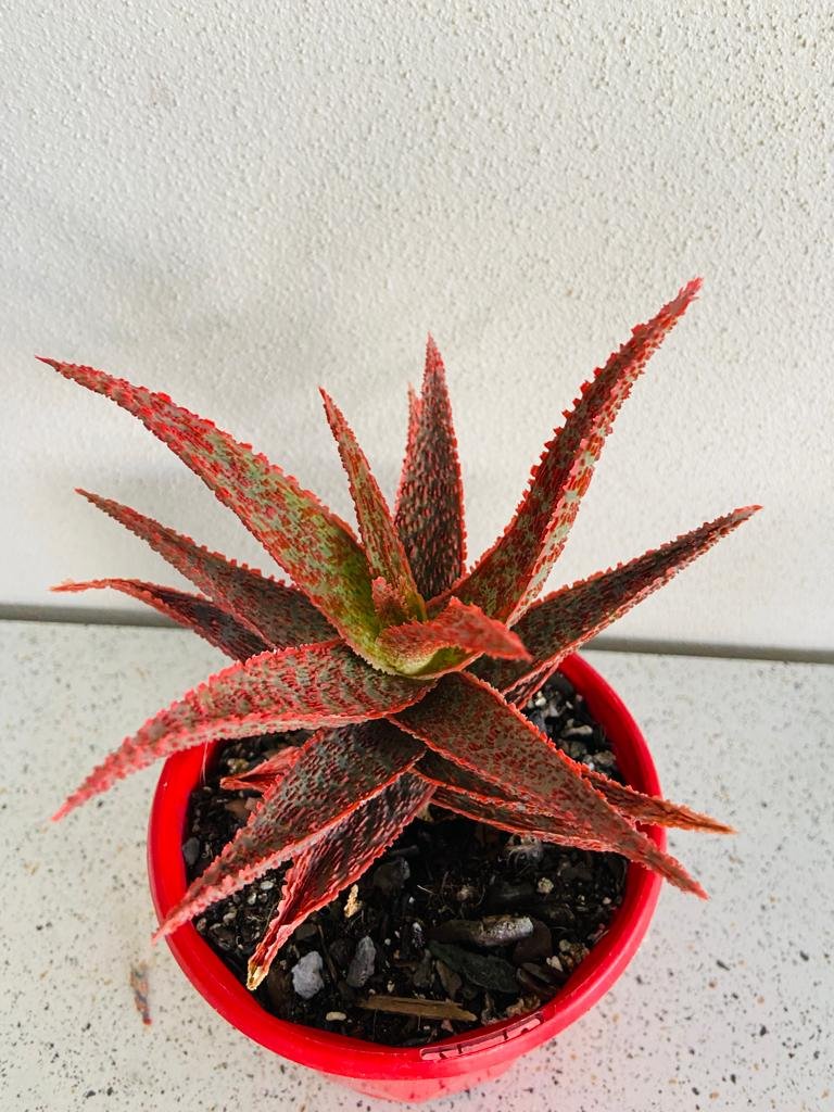 Aloe Hybrid Juno