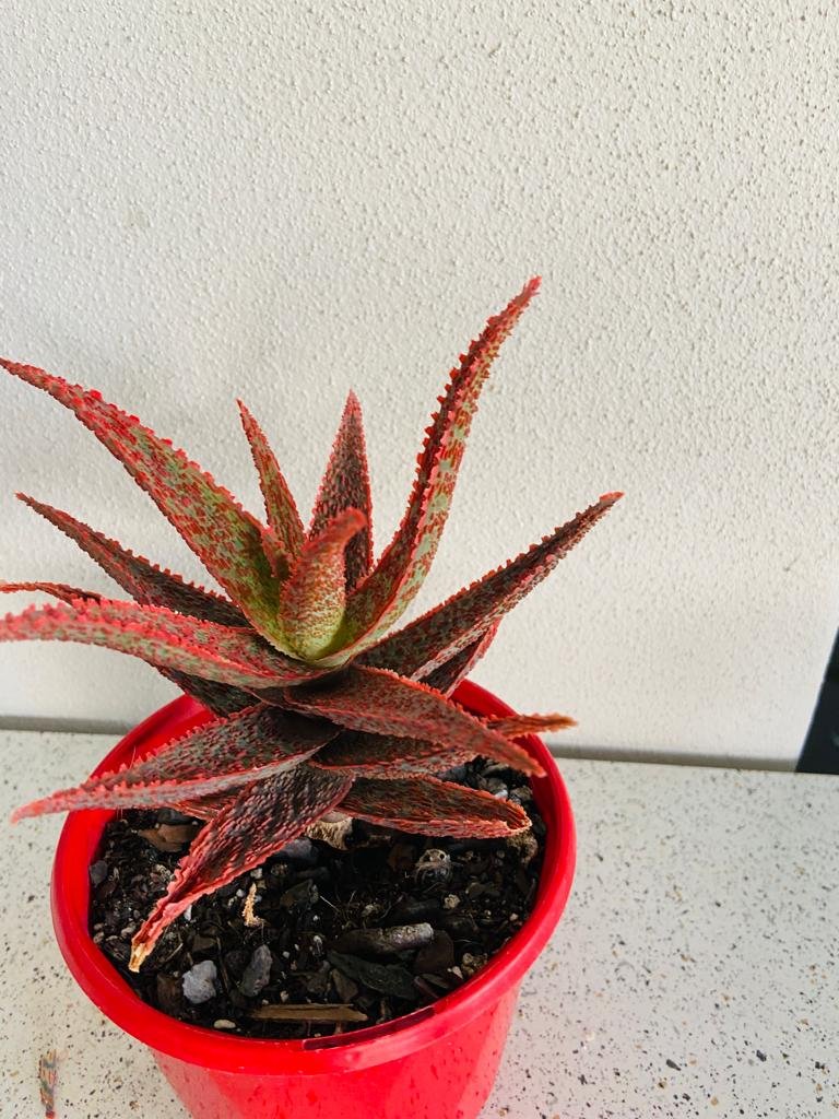 Aloe Hybrid Juno