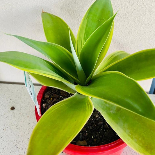 Agave Tangara Tiger #45