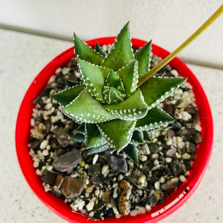 Haworthia Coarctata