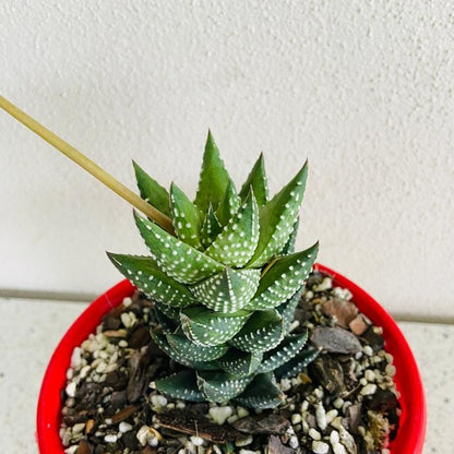 Haworthia Coarctata