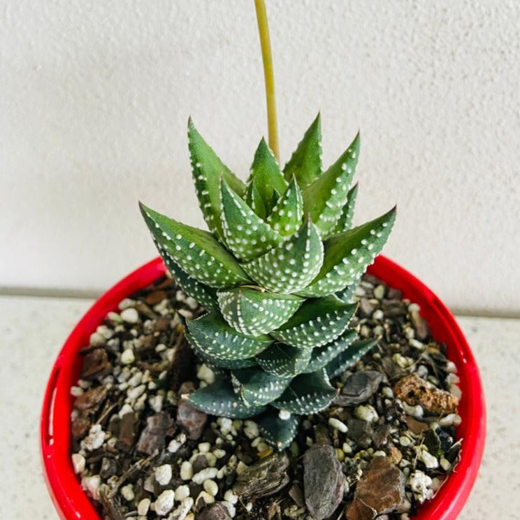 Haworthia Coarctata