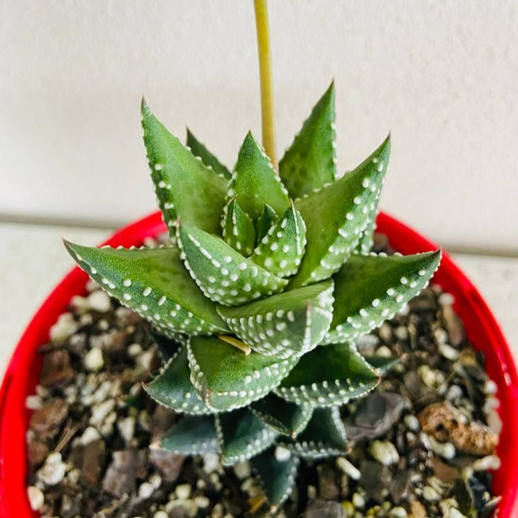 Haworthia Coarctata