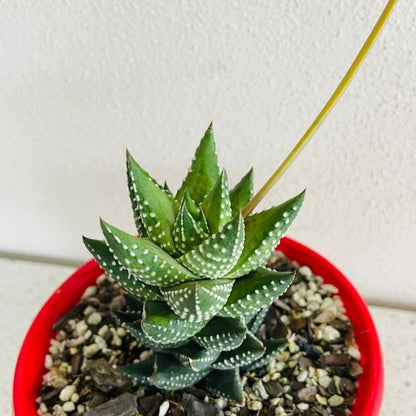 Haworthia Coarctata