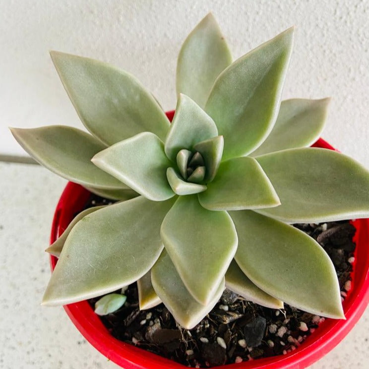 luna succulents Graptoveria Luna – Succulents World