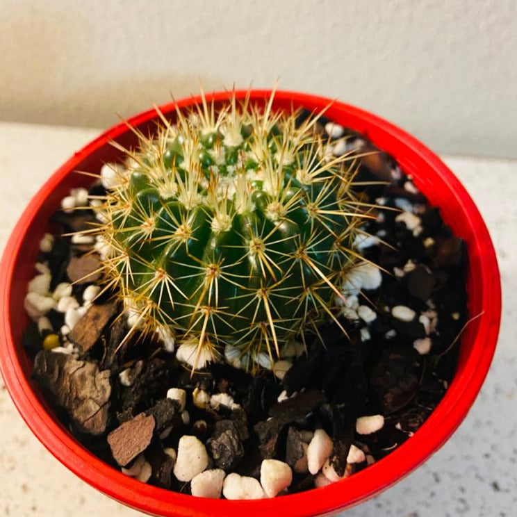 Cacti - Parodia Roseoluteus